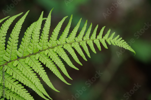 Large single bright green fern leaf on blurred background