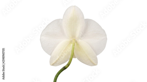 Beautiful White Orchid Flower Isolated on Transparent Background