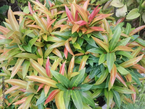 Syzygium myrtifolium red leaves isolated background. Red shoot plant leaf in garden. Myrtle family plant red shoot plant. 