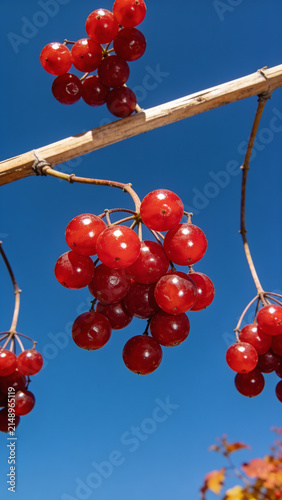 Clusters of bright red viburnum berries on tree branches under clear blue sky in bright sunny daylight