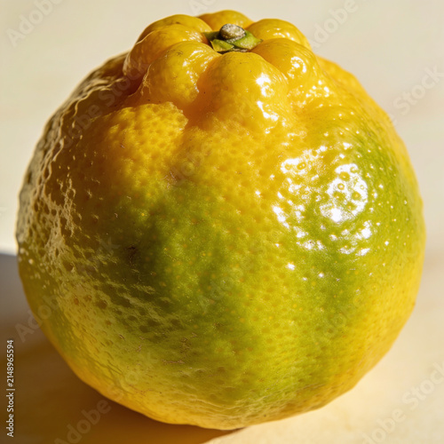Fresh yuzu citrus fruit with glossy bumpy peel resting on natural surface under warm sunlight