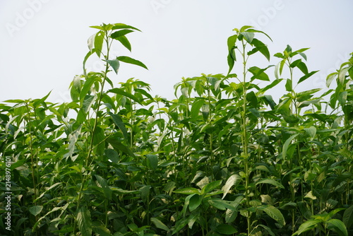 Фотография Tall Green Jute Plants with Elongated Leaves Against Blue Sky