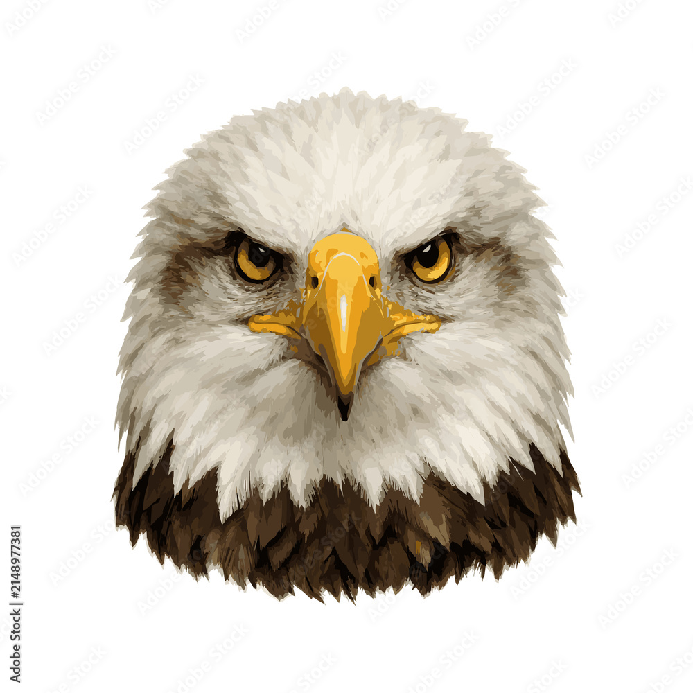Obraz premium american bald eagle