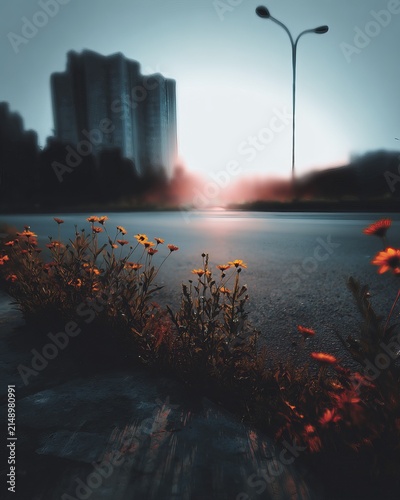 Urban Dawn - Flowers Bloom on City Street at Sunrise.