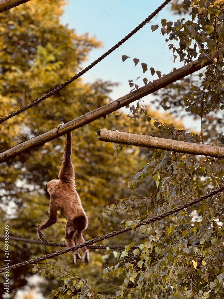 Fototapeta premium squirrel on a tree