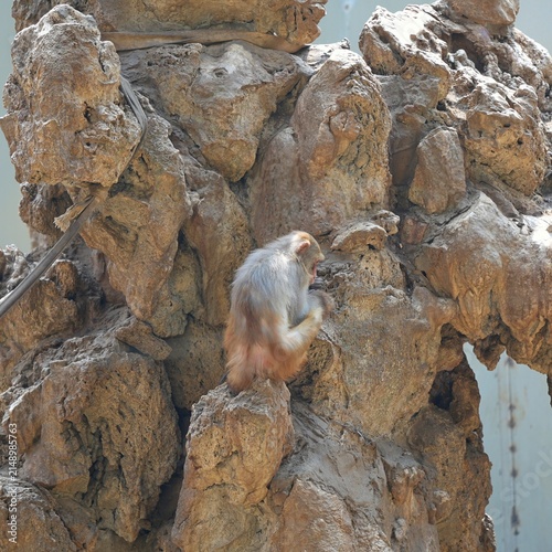Photography back side portrait of monkey on the rocks, monkey feeling lonely in the zoo
