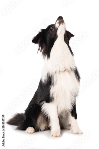 Young border collie dog sitting isolated on white background, an looking up