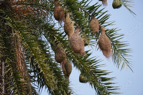 Baya weaver nest colony hanging beautifully from tree branches