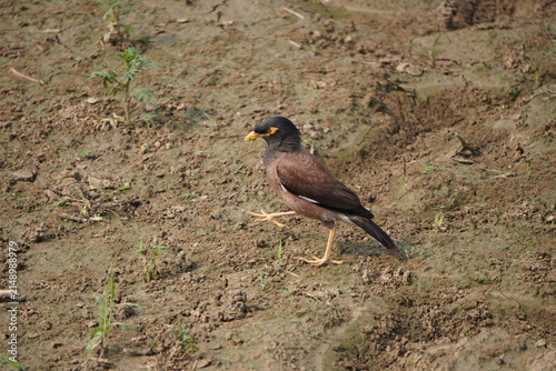 Myna bird walking calmly across open ground