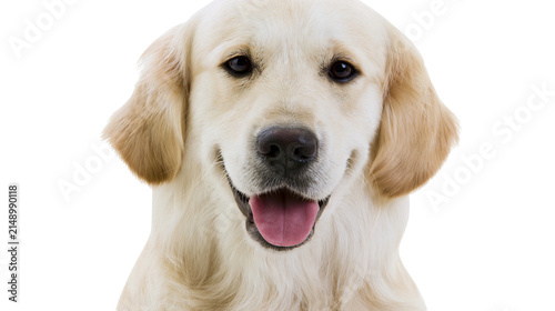 Golden Retriever dog face with tongue out, happy expression