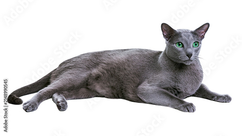 Quadro su tela Russian Blue cat with bright green eyes lying down