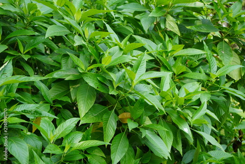 Malabar nut vasaka evergreen shrub growing naturally