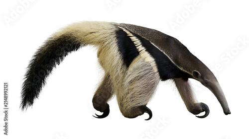 Fotografía Giant Anteater with long snout and bushy tail walking