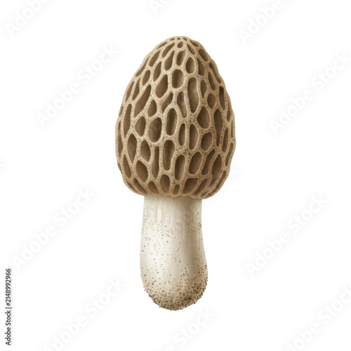 Fresh Wild Morel Mushroom with Honeycomb Textured Cap
