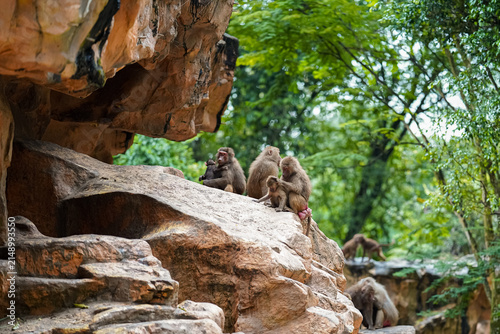 Photography Group of monkeys resting on rocky formations surrounded by lush green trees