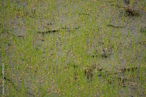 Canvas Print Young Rice Seedlings Growing in Flooded Paddy Field
