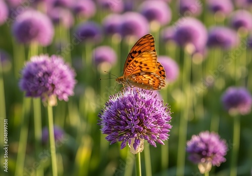 Close-up of a Monarch Butterfly resting on a vibrant purple Allium flower in a sunlit field.