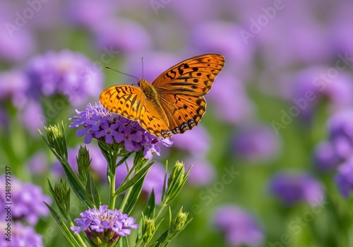 Vibrant Orange Butterfly Perched on a Delicate Purple Flower in a Field.