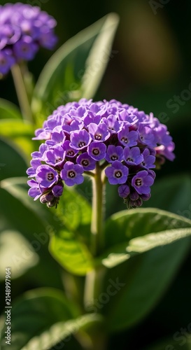 Close-up of a vibrant purple flower cluster with green leaves.