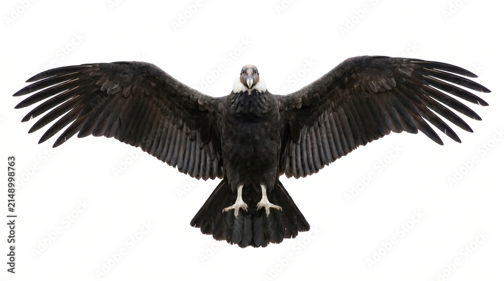 Obraz premium Andean Condor Spreading Wings Wide Against White Background