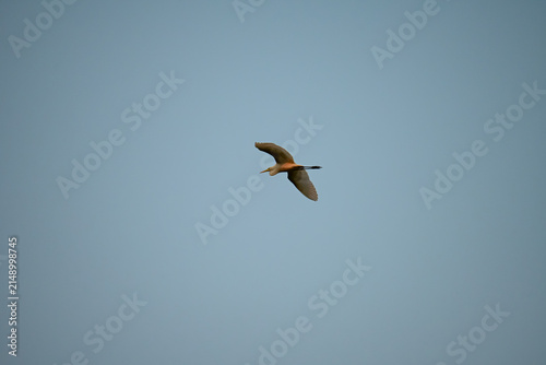 Cattle Egret in Flight Against Blue Sky | Bubulcus ibis Wildlife Photography