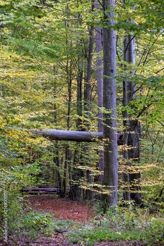 An uprooted, fallen tree lies across other trees above a forest path; danger following storm damage.