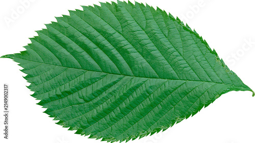 Canvas Print Green serrated leaf with prominent veins