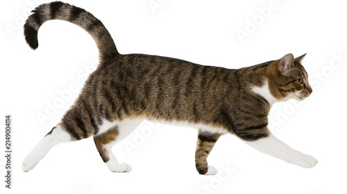 Foto Tabby cat walking with white paws and chest
