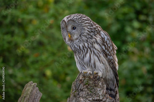 Cuadro en lienzo The Ural owl (Strix uralensis) is a large nocturnal owl.
