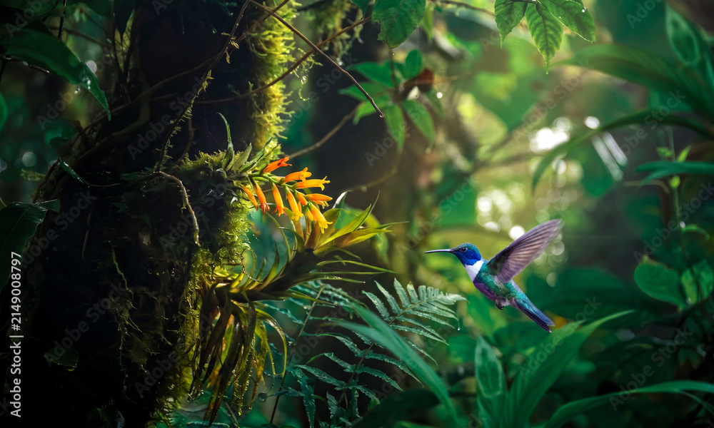 Obraz premium hummingbird in the jungle