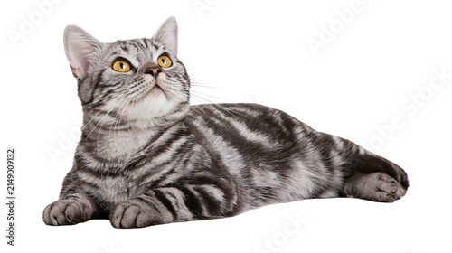 Silver tabby cat lying down looking up