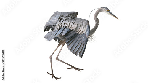 Bild auf Leinwand Great Blue Heron bird with spread wings and long legs