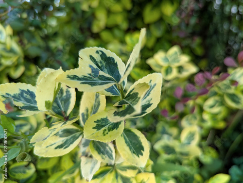Obraz na plátně Euonymus Emerald Gold