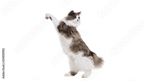 Fluffy grey and white cat standing on hind legs reaching up