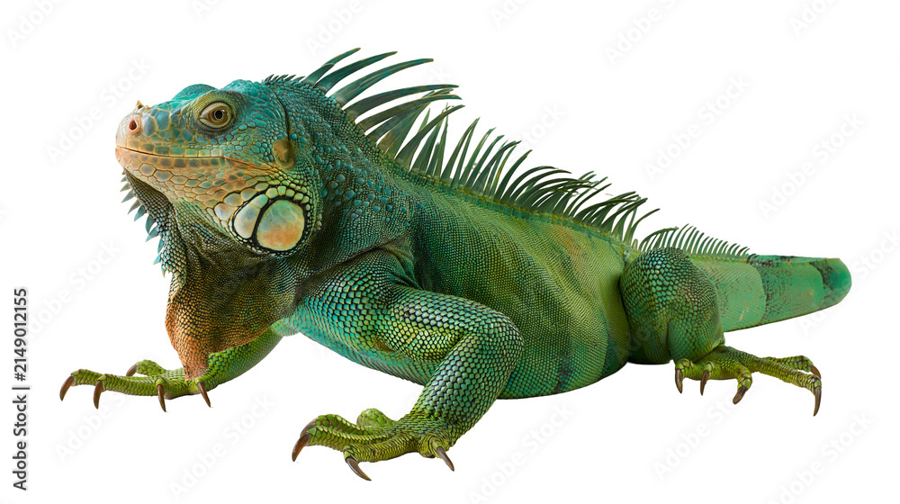 Fotografie Green iguana lizard with spiky crest and scales