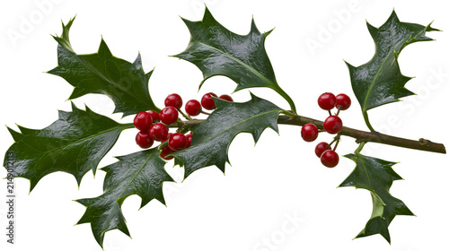 Holly branch with red berries and spiky green leaves