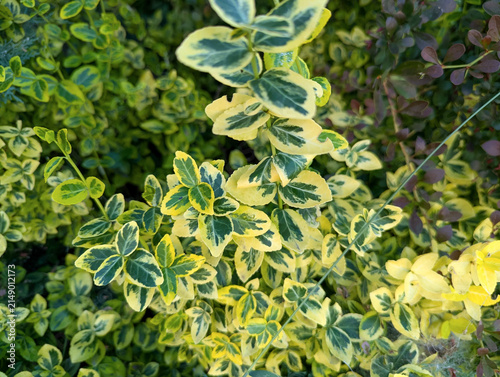 Quadro su tela Euonymus Emerald Gold