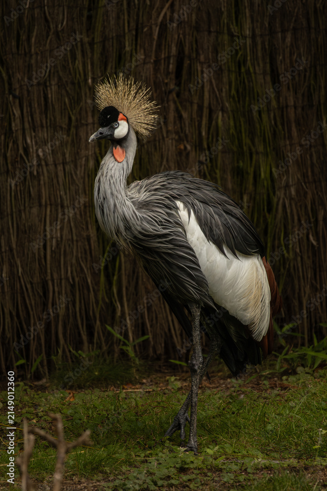 Obraz premium Black Crowned Crane Balearica pavonina