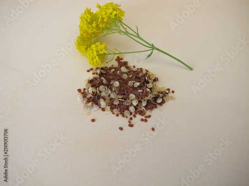 Seeds and a yellow flower of golden alison, Aurinia saxatilis