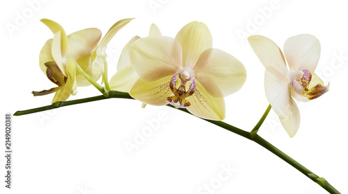 Pale yellow orchid flowers on green stem