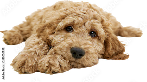 Quadro su tela Fluffy golden doodle puppy lying down with sad eyes