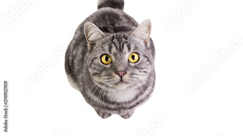Фотография Tabby cat with yellow eyes looking up
