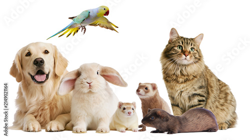 Quadro su tela Golden retriever dog lop rabbit cat ferret guinea pig, and parakeet