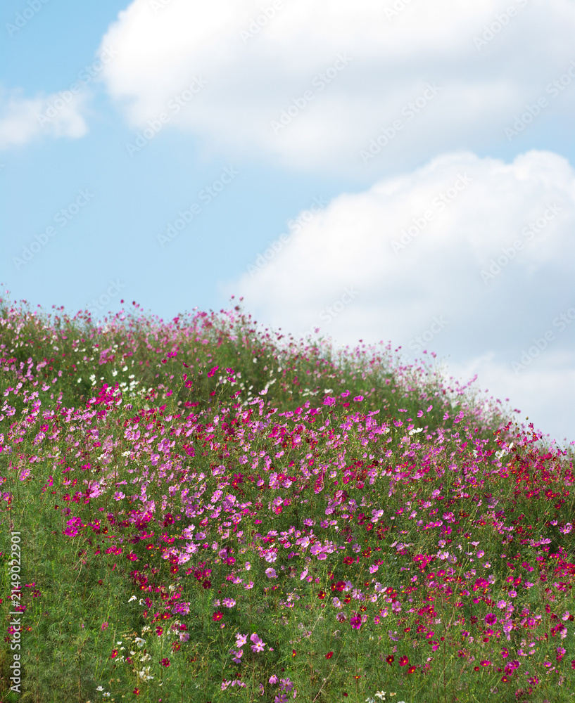 Fototapeta premium コスモス 10月の風景