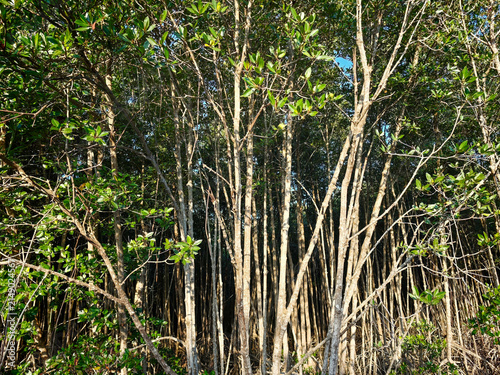 Foto Dense Mangrove Tree Trunks and Green Leaves in Coastal Forest