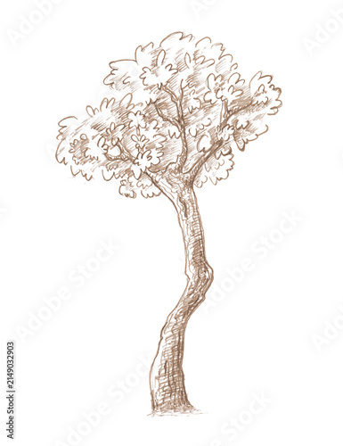 Photography A pencil illustration of a tree with a leafy crown