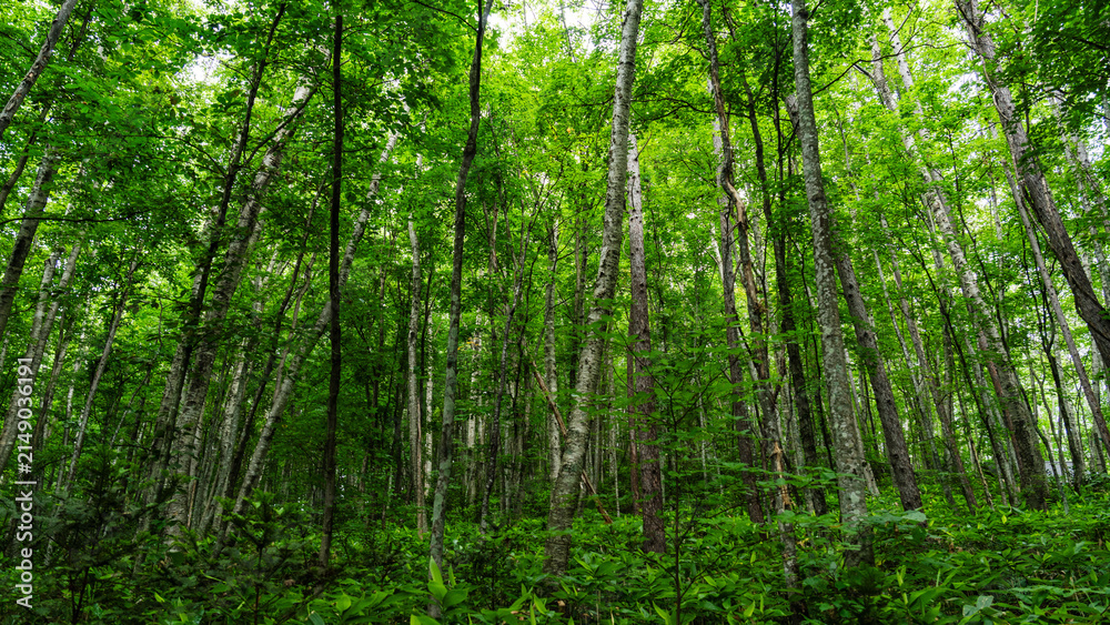 Fototapeta premium Dense birch woodland in the mountains of central Hokkaido