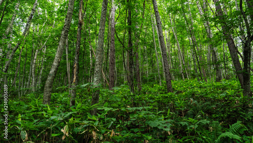 Quadro su tela Lush birch forest with dense undergrowth in central Hokkaido