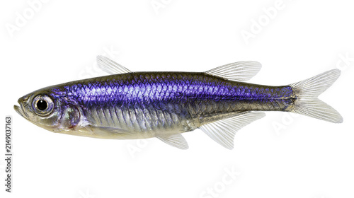 Canvastavla Small iridescent fish with purple and silver scales