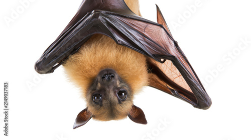Cuadro en lienzo Fruit bat hanging upside down with wings spread